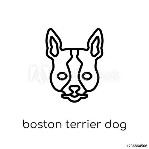 500x500 Boston Terrier Dog Icon Trendy Modern Flat Linear Vector Boston