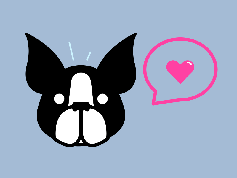 800x600 Boston Terrier Icon Style