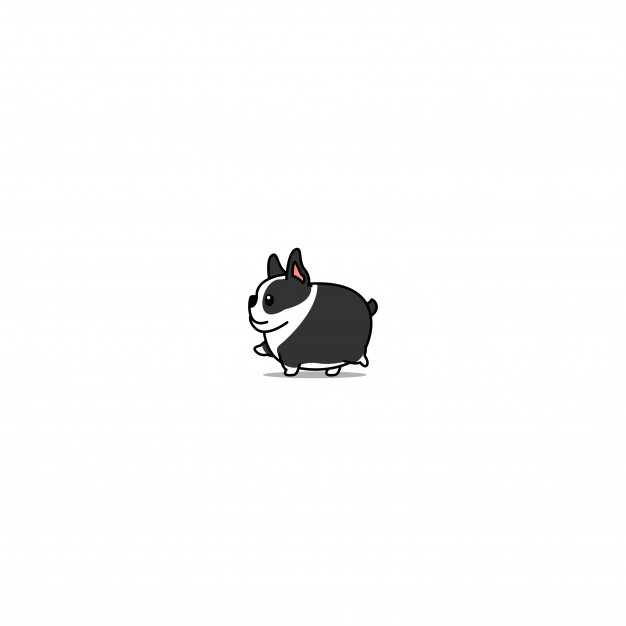 626x626 Fat Boston Terrier Dog Walking Icon Vector Premium Download