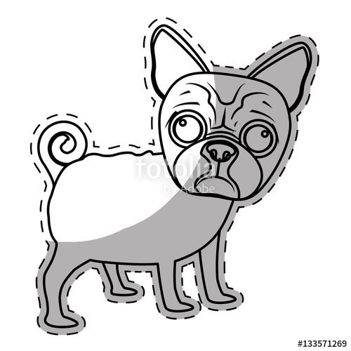 500x500 Boston Terrier Dog Breed Icon Image Sticker Vector Illustration