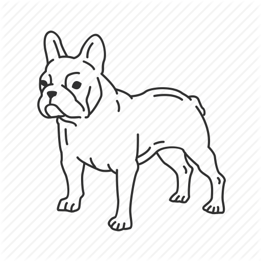 512x512 Boston, Boston Terrier, Bulldog, Dog, French, French Bulldog