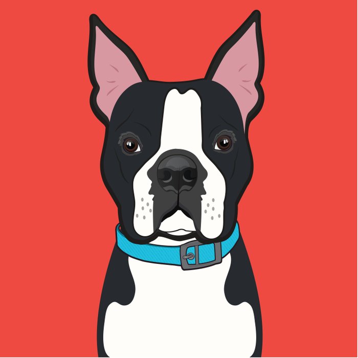 700x700 Boston Terrier Art Poster Dog Icon Series
