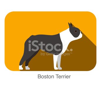 344x300 Boston Terrier Dog Standing Flat Icon Design Premium Clipart