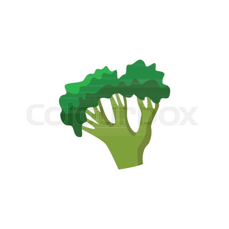 800x800 Ripe Raw Broccoli Icon Green Healthy Stock Vector Colourbox
