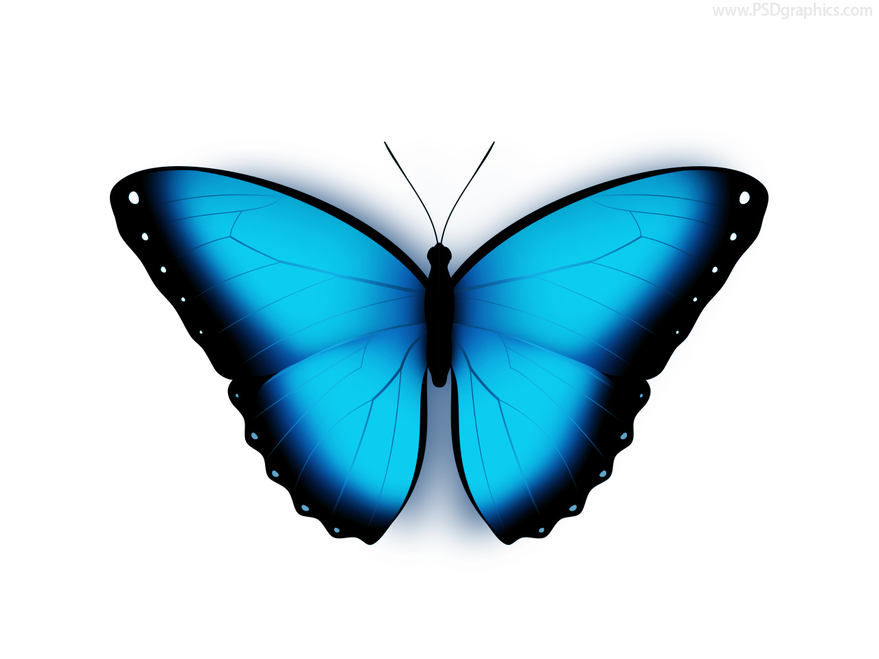 1280x960 Butterfly Icon