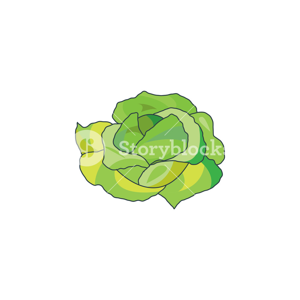 1000x1000 Color Vector Illustration Cabbage Icon Royalty Free Stock Image