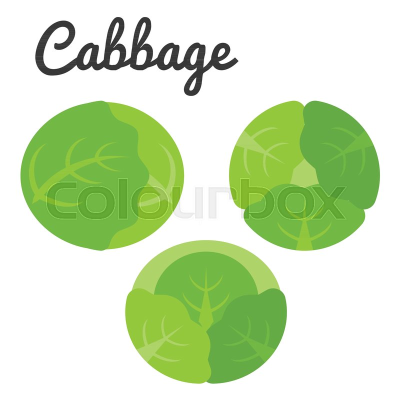 800x800 Different Of Three Cabbage Icon Set, Stock Vector Colourbox