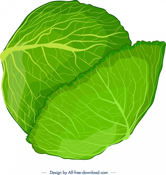 569x600 Vegetable Background Green Cabbage Icon Decor Free Vector In Adobe