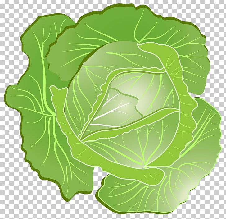 728x705 Wild Cabbage Icon Png, Clipart, Cabbage, Can Stock Photo, Collard