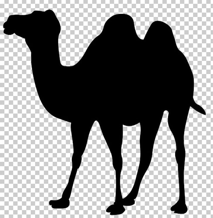 Dromedary Bactrian Camel Icon Png, Clipart, Animals, Arabian Camel 728x745 Dromedary Bactrian Camel Icon Png, Clipart, Animals, Arabian Camel