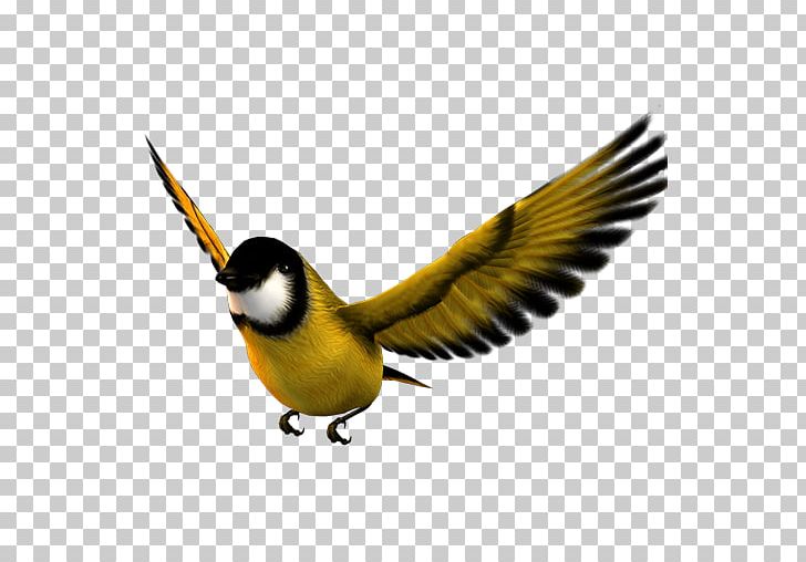 728x508 Bird Flight Atlantic Canary Icon Png, Clipart, Animals, Atlantic