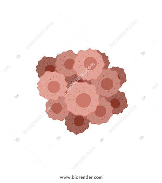 550x620 Biorender Cancer Cell