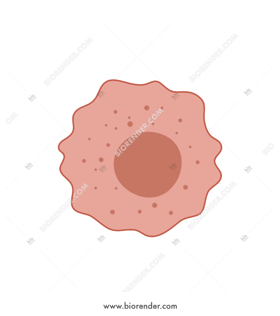 550x620 Biorender Cancer Cell