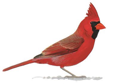 386x282 Northern Cardinal