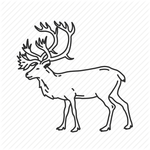 512x512 Caribou, Caribou Antlers, Cervidae Family, Medium Land Animal