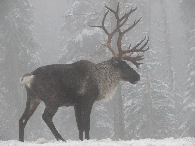 640x480 An Icon, Gone Saying Goodbye To The South Selkirk Caribou Herd