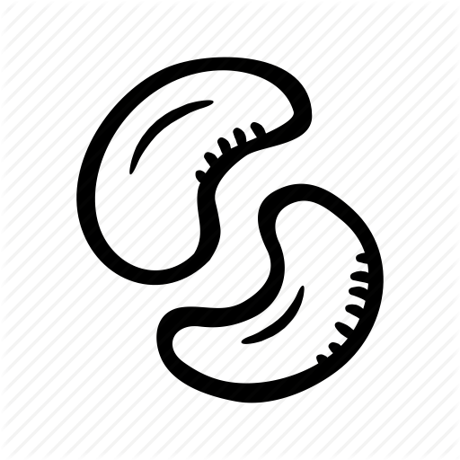 512x512 Cashew, Food, Healthy, Nut, Nuts, Protein, Snack Icon
