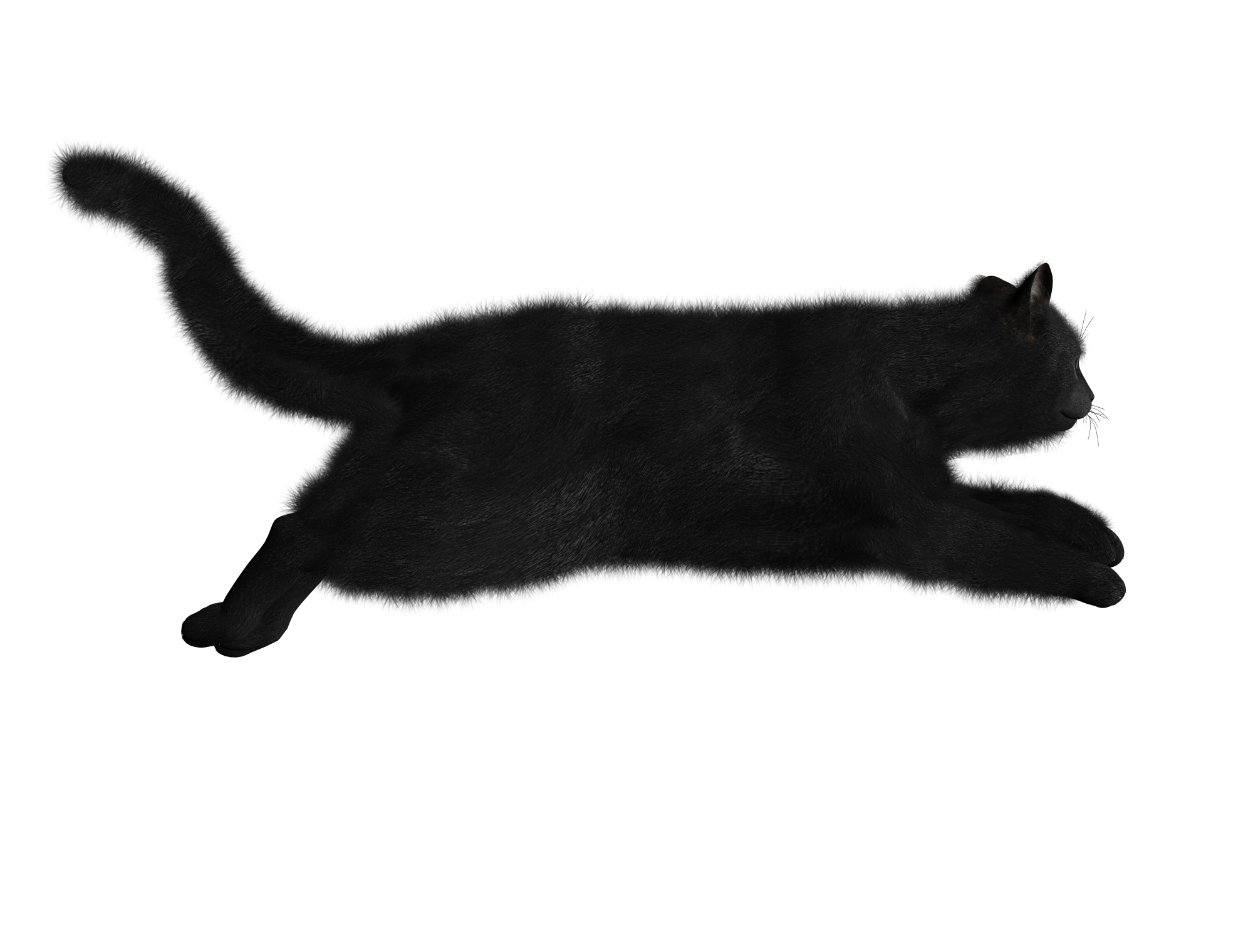 2000x1520 Cats In Png Web Icons Png
