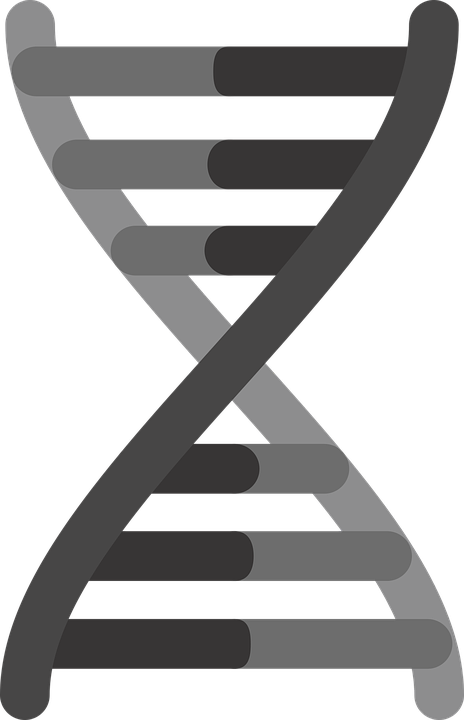 464x720 Free Network Gene Icon S Cc0 Picture