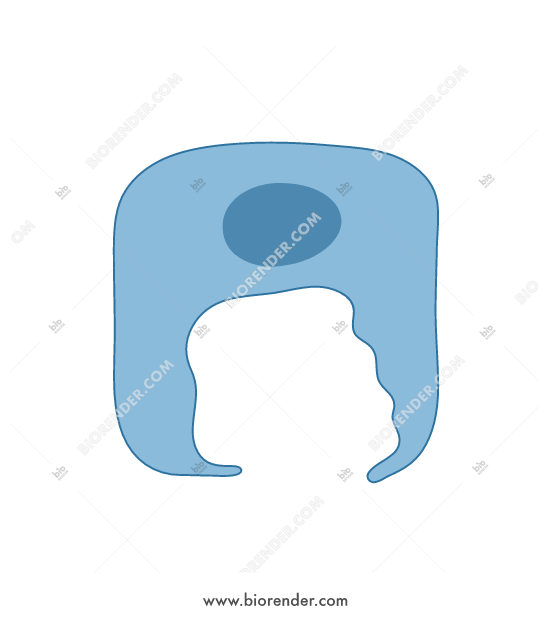 550x620 Biorender M Cell