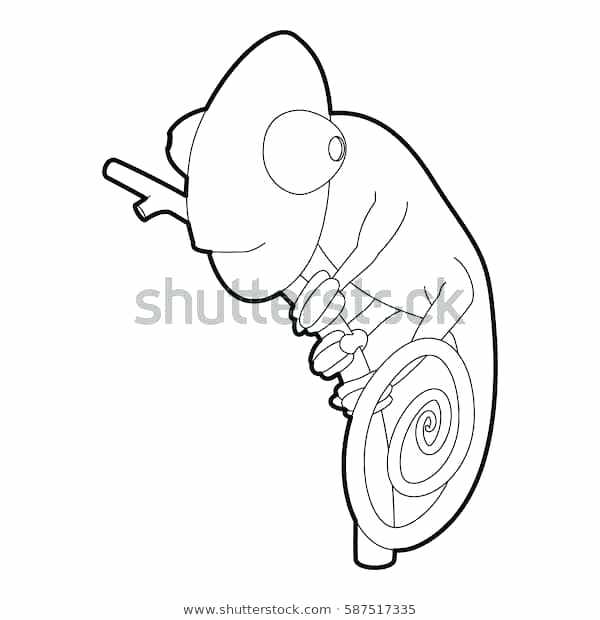 600x620 Chameleon Outline