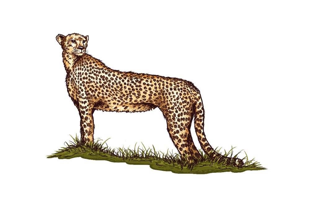 1000x667 Cheetah