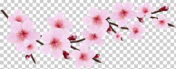 728x287 Cherry Blossom Pink Blossoms Resorts Icon Png, Clipart, Azalea