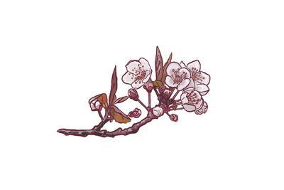 400x267 Cherry Blossom