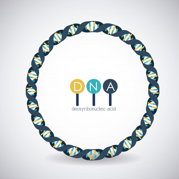 626x626 Dna Circle Structure Chromosome Icon Vector Premium Download
