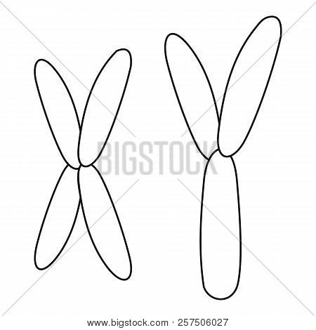 450x470 X And Y Chromosome Icon Outline Illustration Of X And Y