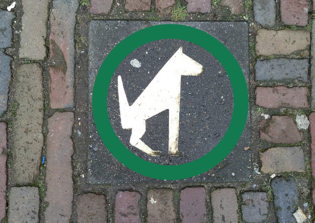 1200x853 Derek Featherstone On Twitter Instead Of Just A Dog Icon