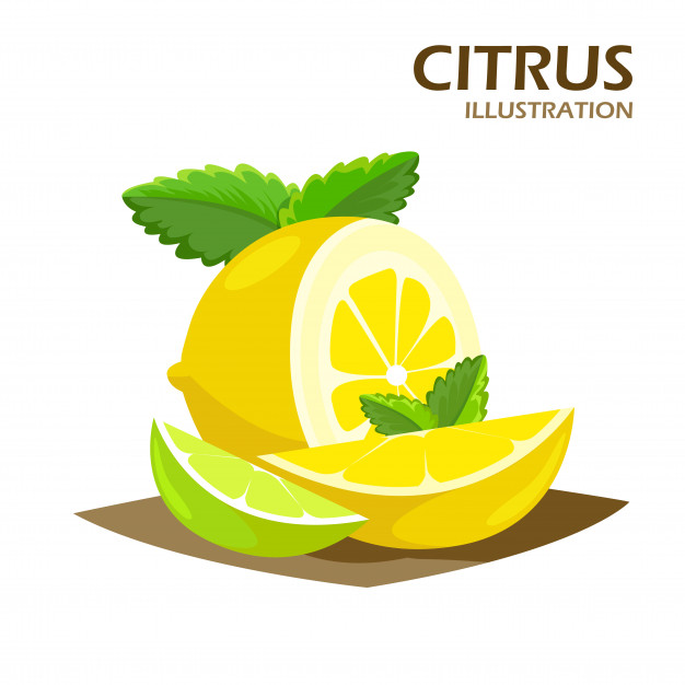 626x626 Citrus Fruits Halves And Quarter Wedges Realistic Icon Vector