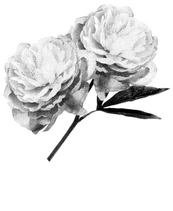 246x300 Cleveland Icon