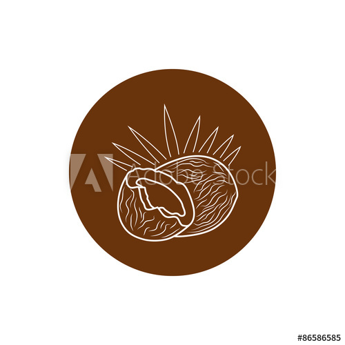 500x500 Coconut, Colorful Round Icon Coco, Fruit Icon, Vector Illustration