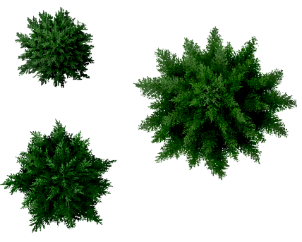 428x343 Conifers Tree Top