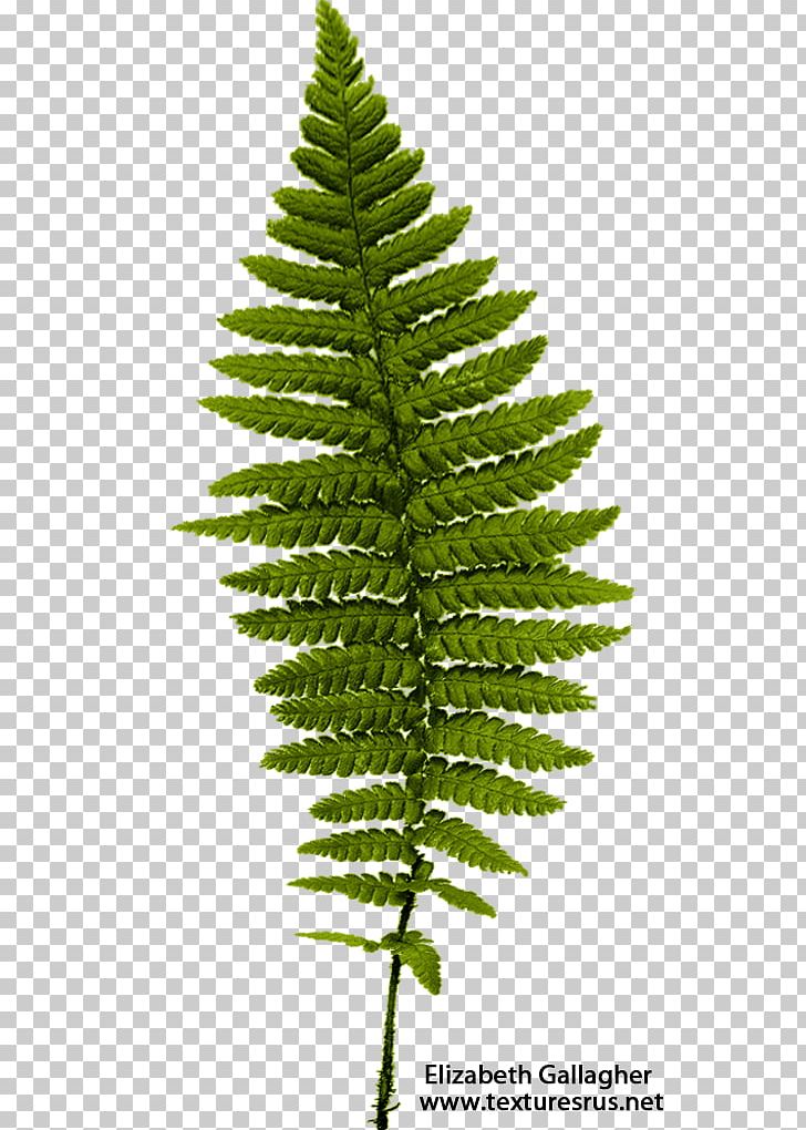 728x1020 Fern Leaf Frond Png, Clipart, Asplenium Nidus, Branch, Burknar