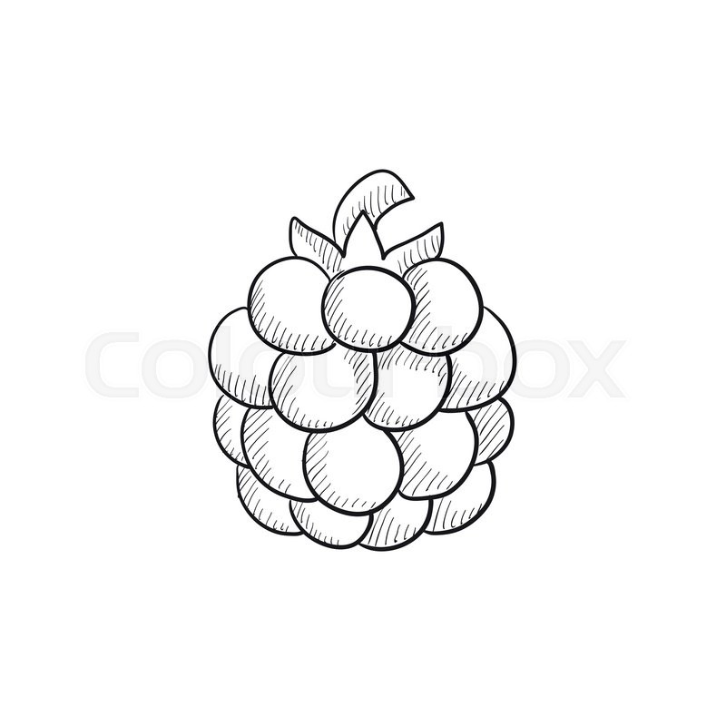 800x800 Raspberry Vector Sketch Icon Isolated Stock Vector Colourbox