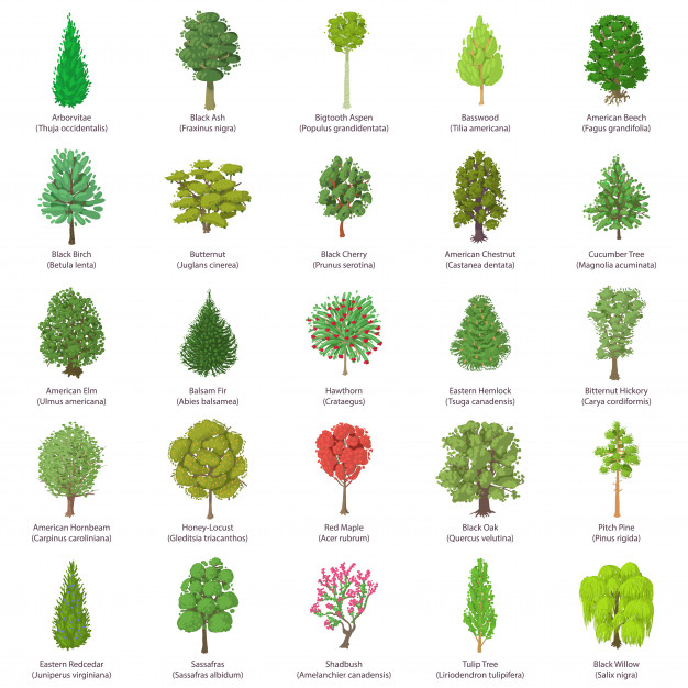 626x626 Tree Types Icons Set Isometric Illustration Of Tree Types