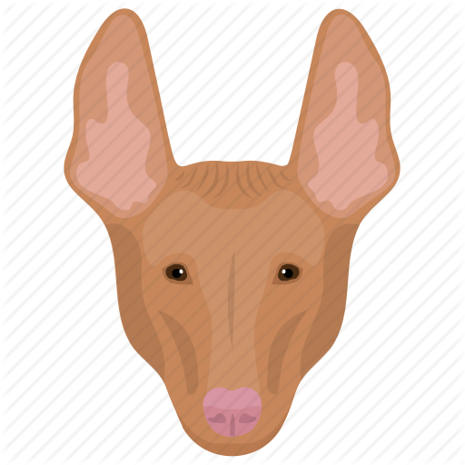 512x512 Animal, Cattle Dog, Dog, Pembroke Welsh, Welsh Corgi Icon