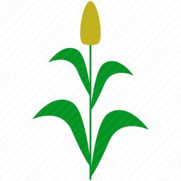 256x256 Corn Leaf Icon