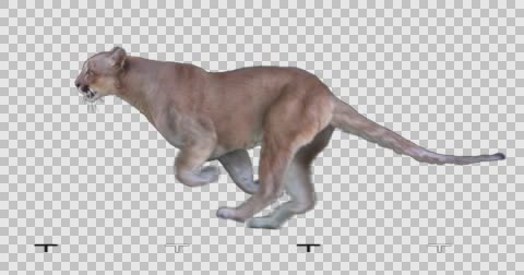 480x252 Cougar Running Stock Video Footage