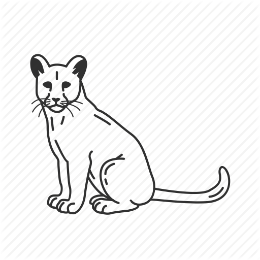 512x512 Baby Mountain Lion, Cougar, Cub, Felidae Family, Lion, Mountain