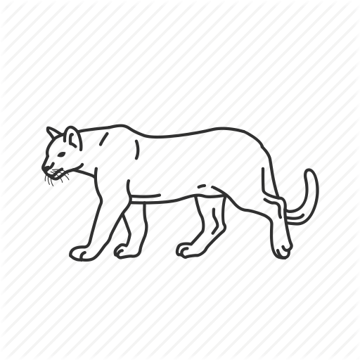 512x512 Big Cat, Cougar, Felidae Family, Medium Land Mammals, Mountain