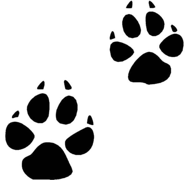 600x577 Coyote Paw Prints Icons Png