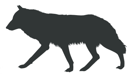 428x240 Coyote Removal And Control In Plano, Tx