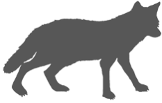 233x149 Coyote Icon Urban Wildlife Trapping Experts