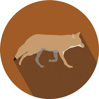 320x320 Coyote Icon