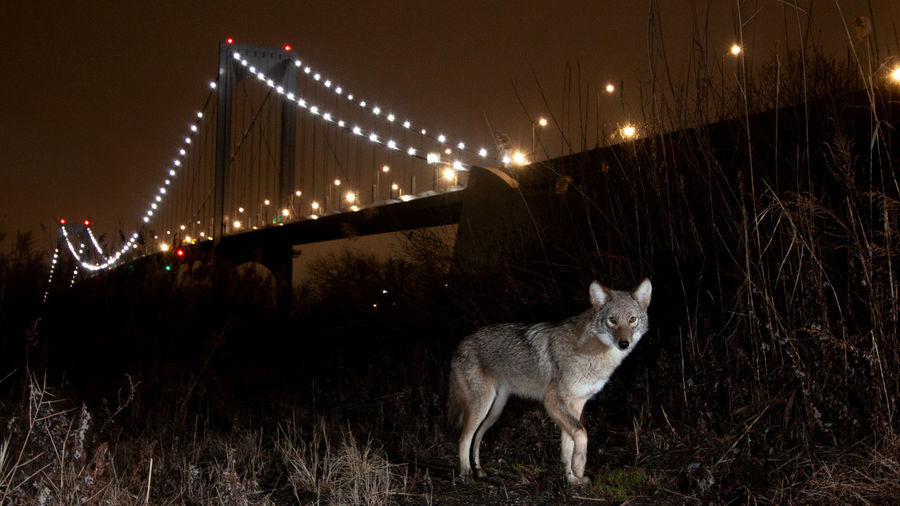 900x506 Catapult An Icon Of The American Wilderness Is Alive