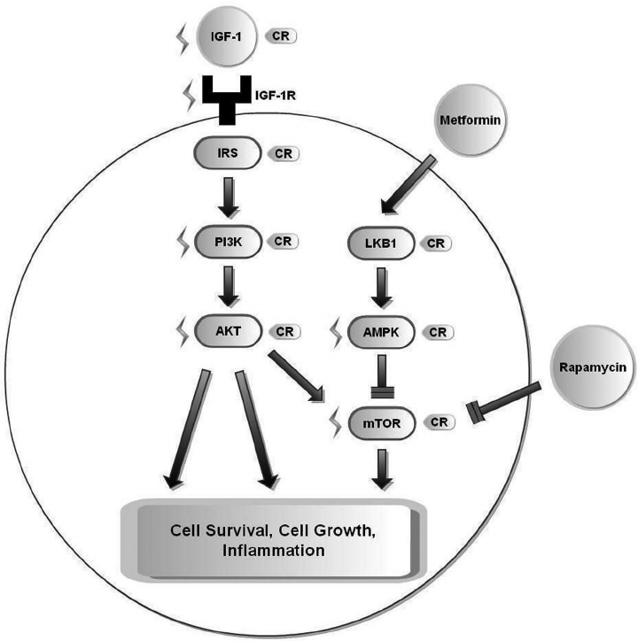 Molecular Pathways Affected 720x724 Molecular Pathways Affected