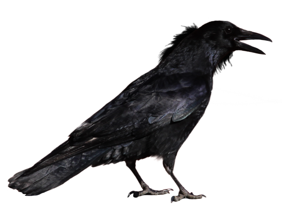 900x675 Crow Transparent Png Image Web Icons Png